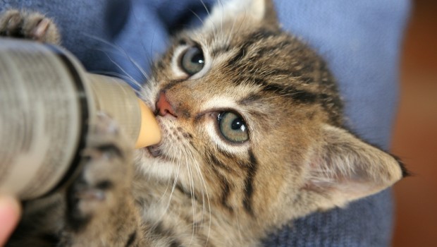 mace-sa-bocicom-620x350