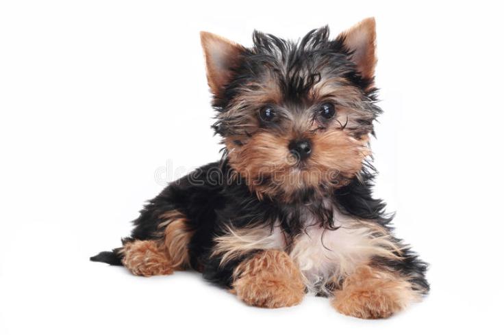 yorkshire-terrier-puppy-white-background-14356221