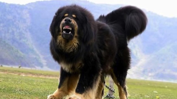 Tibetan-Mastiff4