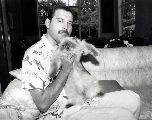 freddie-mercury-cats-12-5c6fa8c51eb97-605