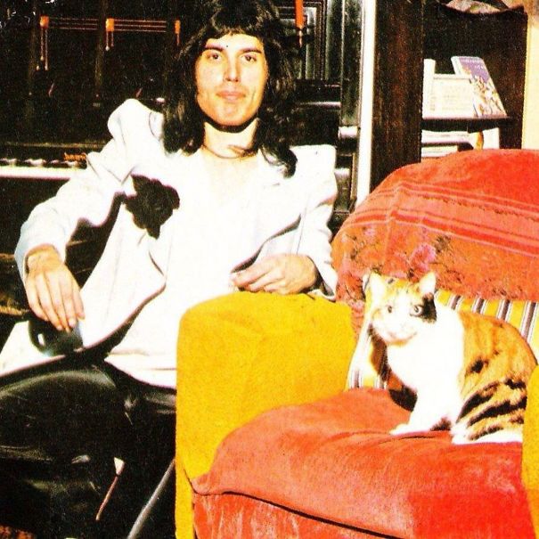 freddie-mercury-cats-5c6fb3a8cd982-605.jpg