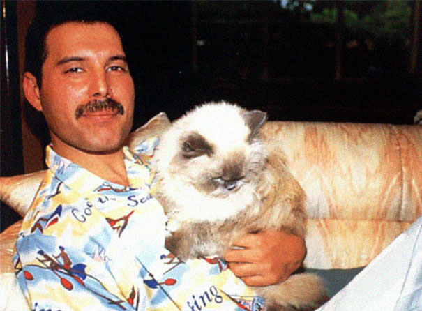 freddie-mercury-cats-5c6fb5d44c127-605.jpg