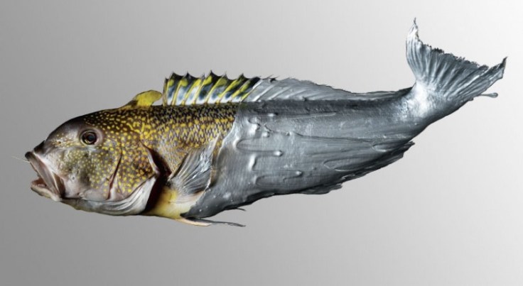 Εννιά ψάρια που καλό είναι να περιορίσετε ή να αποφεύγετε – Δείτε γιατί…_7.jpeg