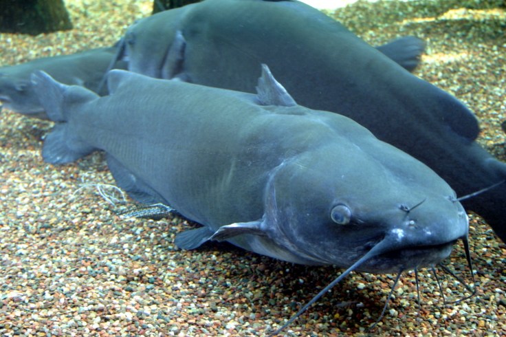 Channel_Catfish.jpg