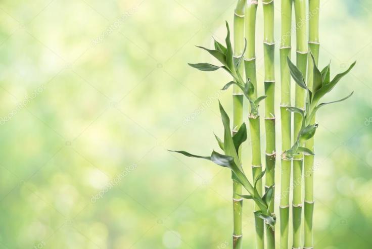 depositphotos_127050610-stock-photo-lucky-bamboo-on-natural-background.jpg