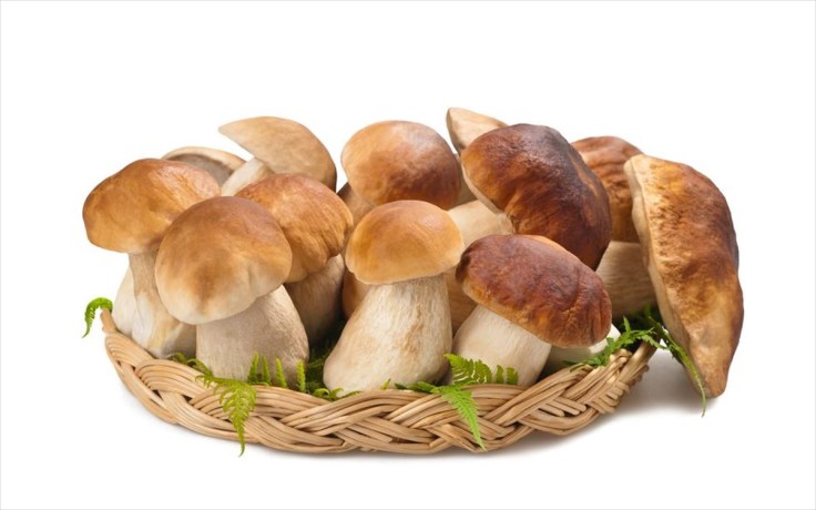 manitaria-porcini.jpg