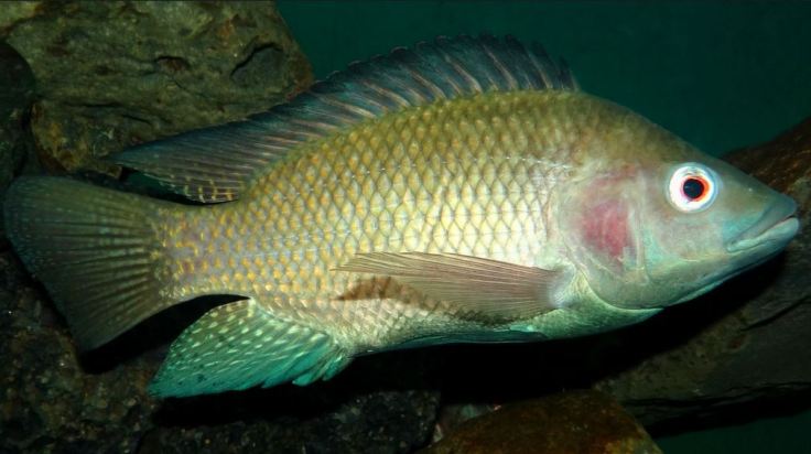 tilapia.jpg