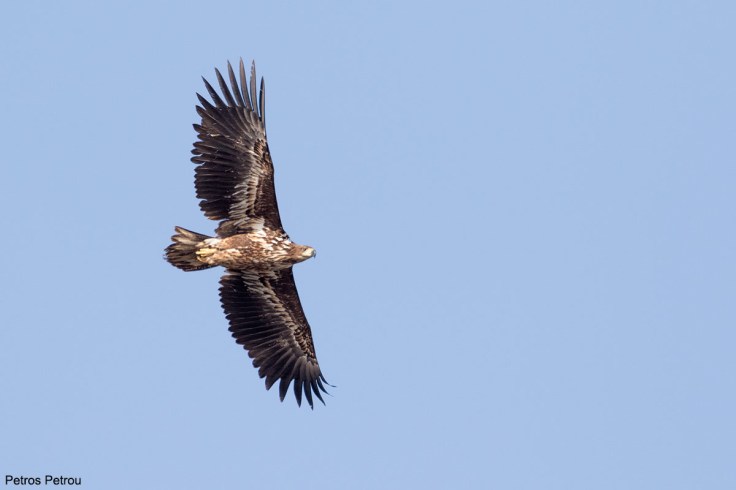 white-tailed_eagle_immature_flight_evros_february_2015.jpg