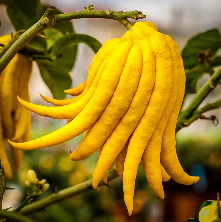 buddhas-hand-citron-1.jpg