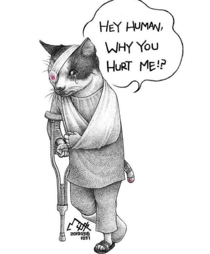 68752930_2231150557013496_5631951702841098240_n