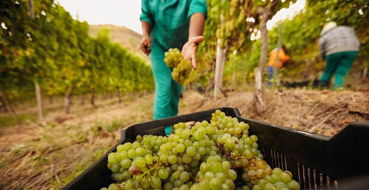 vineyards-during-the-grape-harvest.jpg