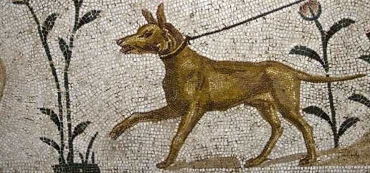 ancient_dog.jpg