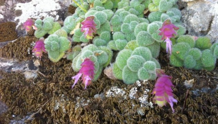 0302diktamos1-840x480