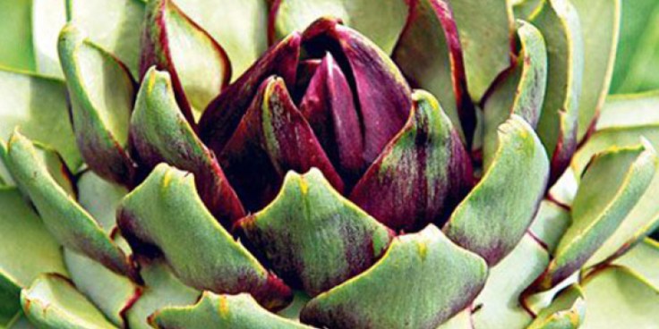 agkinara-cynara-cardunculus-scolymus