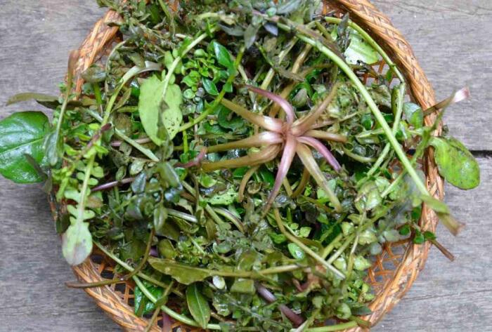 ta-kyriotera-vrosima-agria-horta-tis-ellinikis-ypaithrou-fotografies_68261