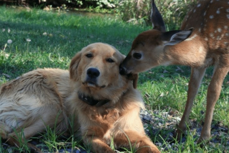 8e0cc8b5aa4bbdee8df5c1a32381f369_XL