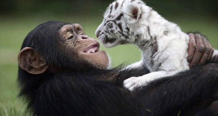 ensinaisthisi-den-einai-mono-anthwpino-xaraktiristiko-proerxetai-apo-zwa-750x400