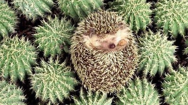 fotografies-pou-deichnoun-oti-ta-zoa-boroun-na-koimithoun-opoudipote-denlarge