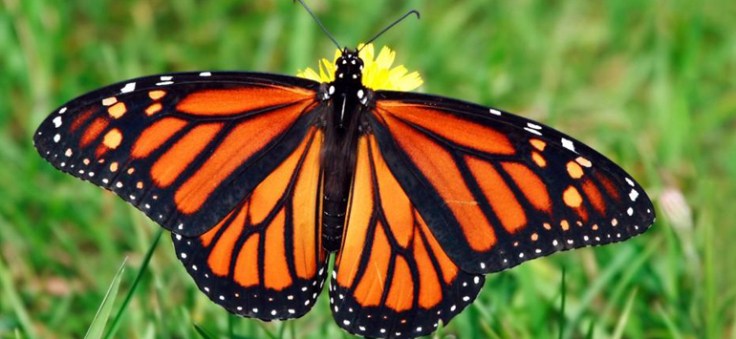 PETS-FYSH-MARKOYLIDAKH-ZOA-POY-ZOYN-POLY-LIGO